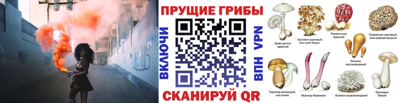 сколько стоит  Электрогорск  MEGA ТОР  Галлюциногенные грибы мицелий 